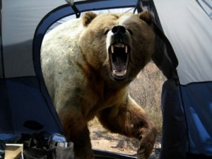 Create meme: brown bear, wild, wildlife