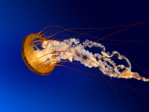 Create meme: beautiful landscape, fiber, box jellyfish