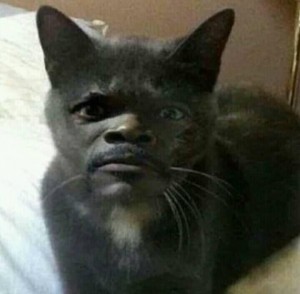 Создать мем: черные коты, нигга кэт, кот негр