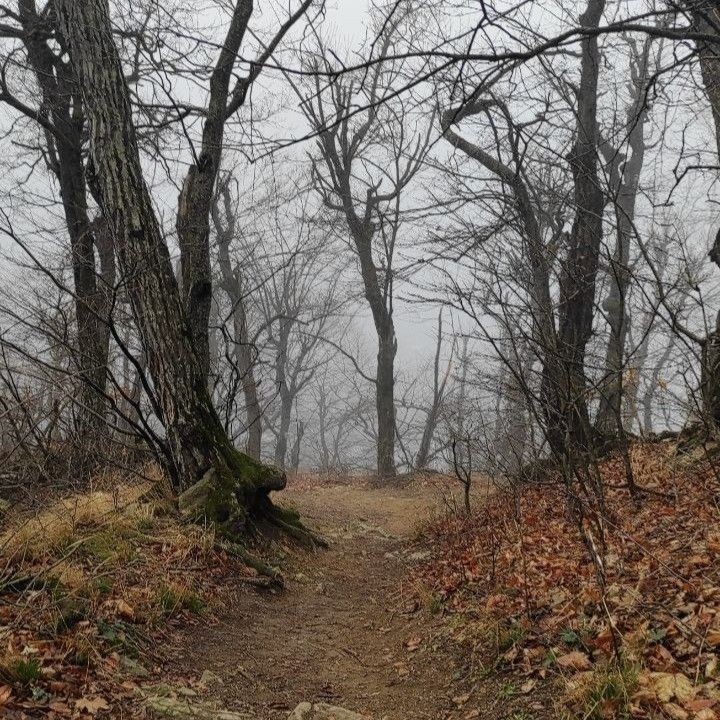 Создать мем: туман лес, в осеннем лесу, леса крыма