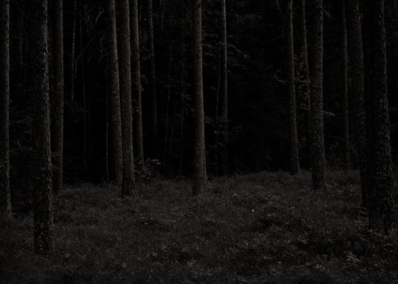 Create meme: the forest dark, dark dark forest, In the dark forest