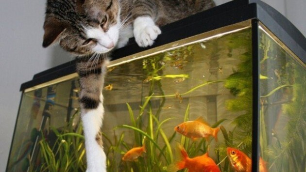 Create meme: goldfish aquarium, home aquarium, fish 