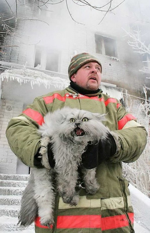 Создать мем: кот пожарник, спас кота, кот из дании и россии после пожара