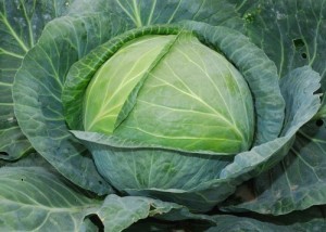Create meme: cabbage aggressor photo, sauerkraut, how to grow Dutch cabbage