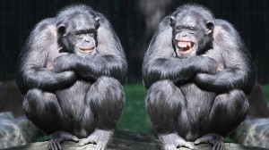 Create meme: gorilla, funny monkey, chimpanzees