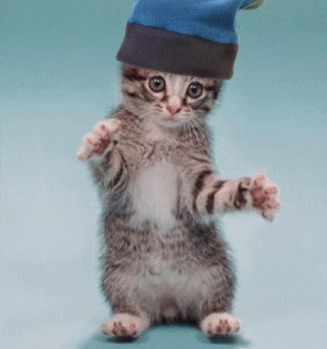 Create meme: the dancing cat, dancing cat in a hat, dancing cat