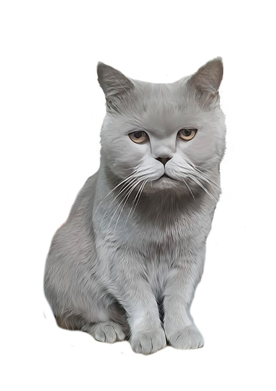 Create meme: cat Briton, grey British cat, grey british cat