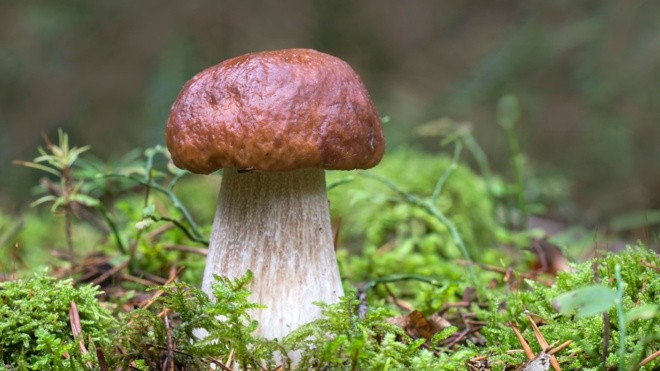 Создать мем: грибы белый гриб, белый гриб, грибы грибы