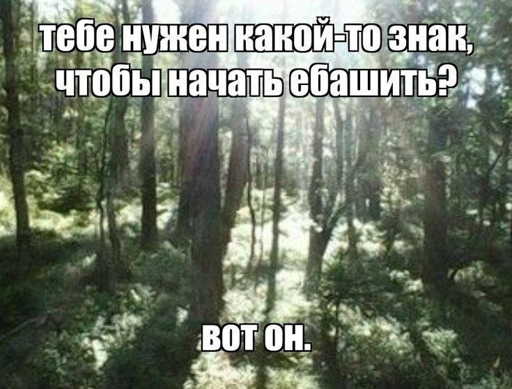 Create meme: nature forest , I'm in the woods, pine forests