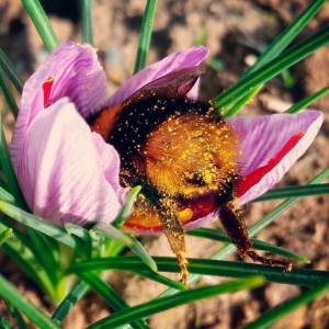 Create meme: the butt of the bumblebee, the butt of the bee in the flower