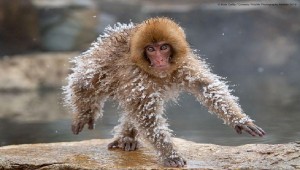 Create meme: snow monkeys, monkey animals