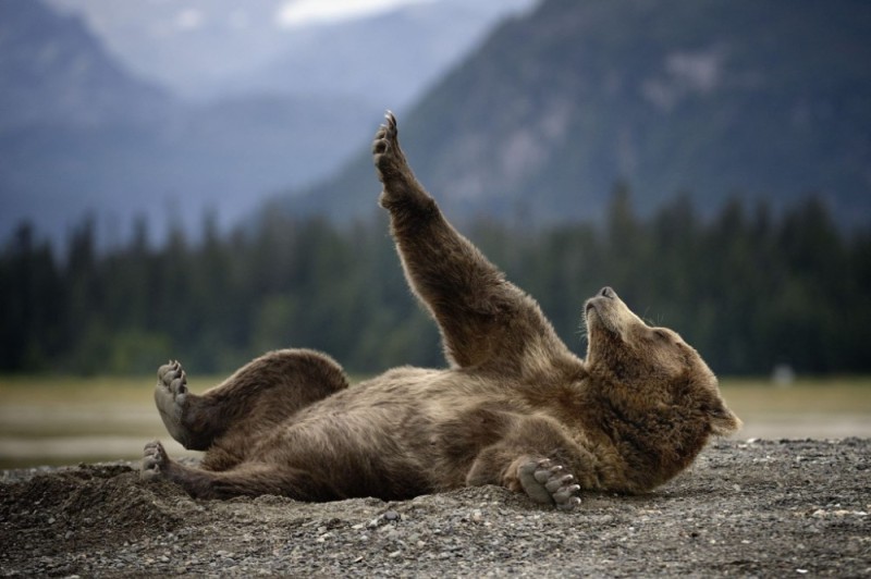 Create meme: The bear is lying on its back, grizzly bear , the bear lies