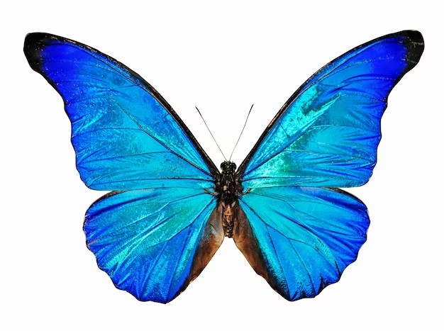 Создать мем: бабочки на белом фоне, голубая артынская бабочка, бабочка синего цвета сбоку