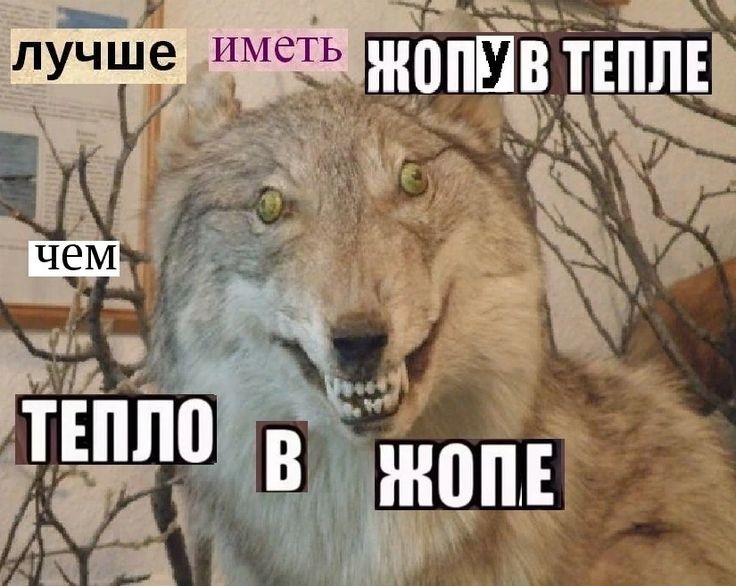 Create meme: meme wolf , stoned wolf , the stuffed wolf is funny