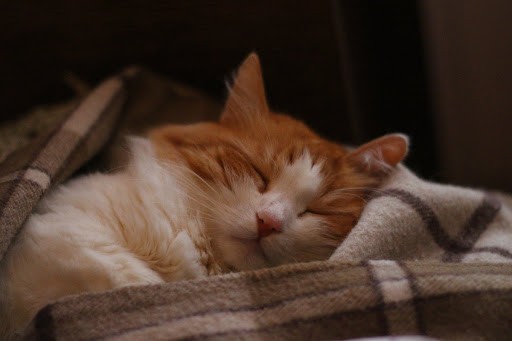 Create meme: cat , sleepy cats, sleeping ginger cat