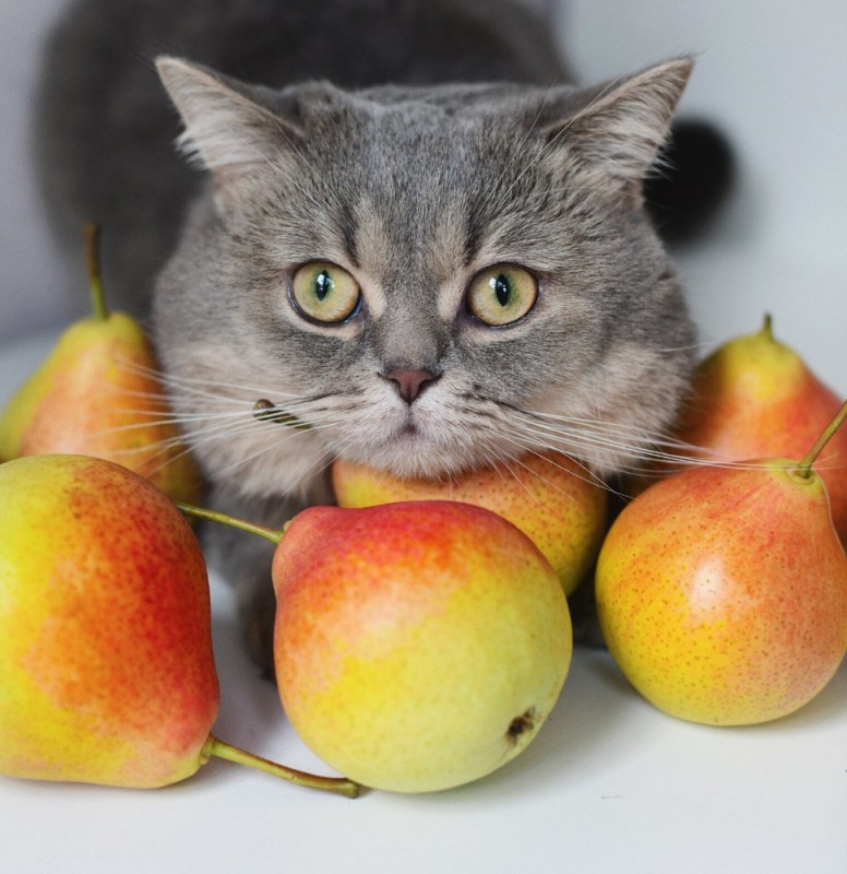 Создать мем: животные домашние, яблоко кот, кошка яблоко