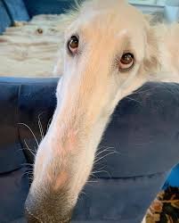 Create meme: greyhound eris dog, russian greyhound nose, a dog with a long nose