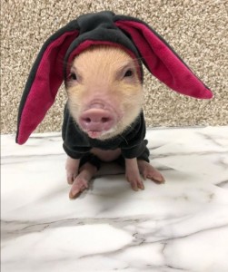 Create meme: the Piglet is cute, pig, pig