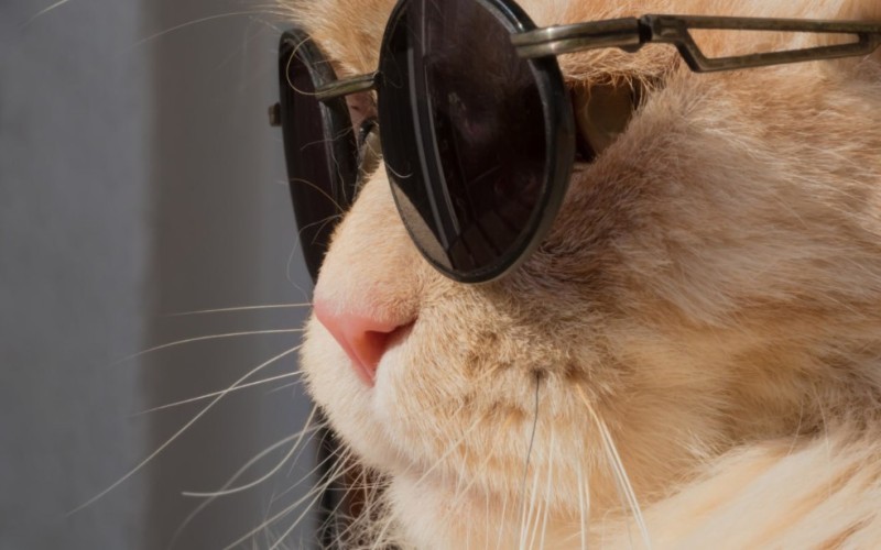 Create meme: The cat, cat , cat in sunglasses