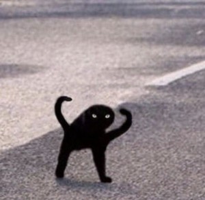 Create meme: black cat, video black cat, joy, Shuka