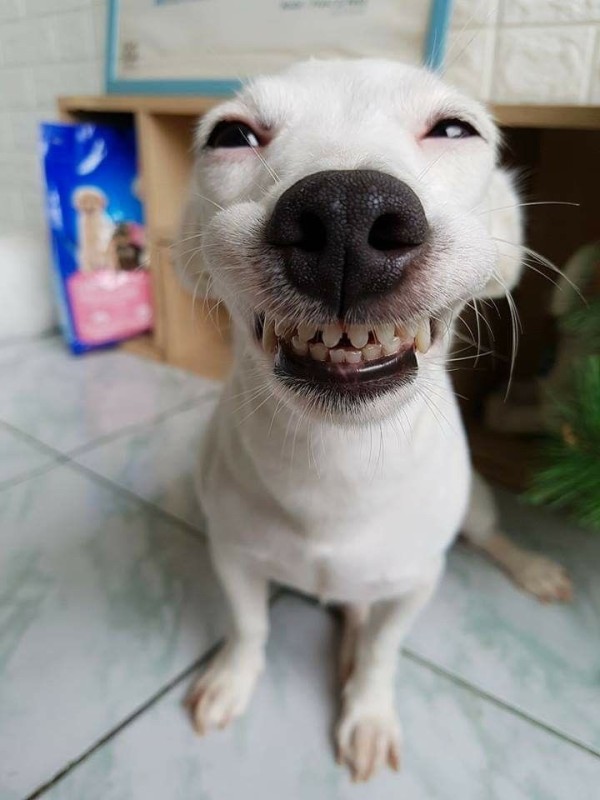 Create meme: smiling dog, funny dog , smiling dog 