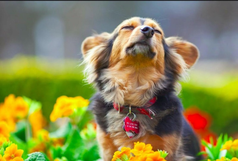 Create meme: puppy with flowers, old dog , a dog with flowers