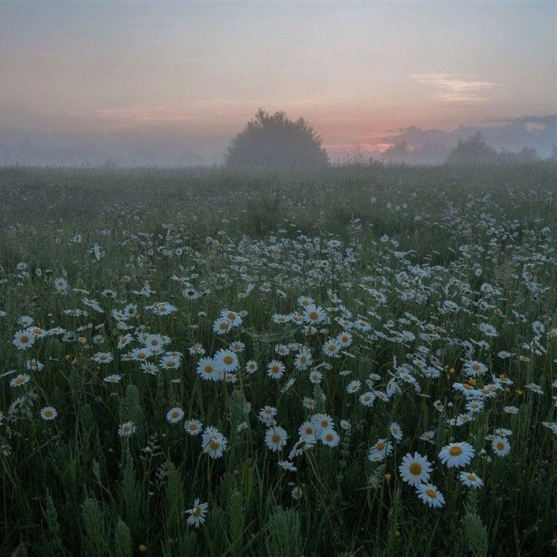 Create meme: a beautiful field of daisies, daisies aesthetics, field of daisies