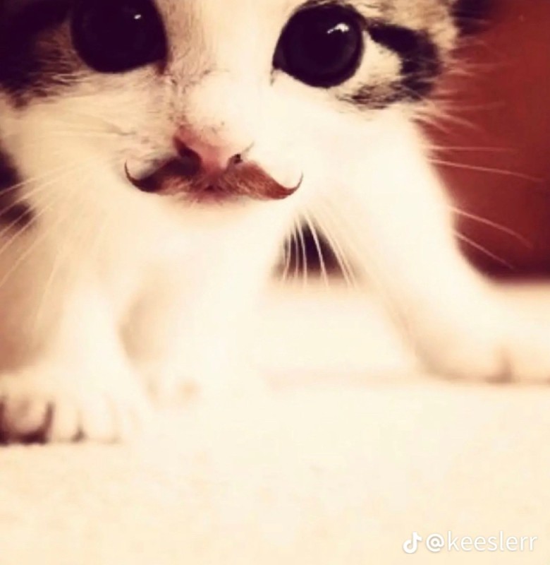 Create meme: animals cute, the cute animals , cat with a mustache
