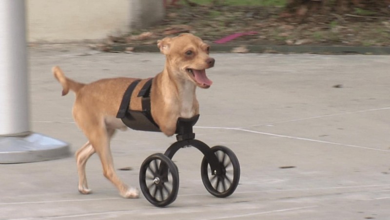 Create meme: disabled dog, wheelchair for dogs for front paws, a dog on wheels