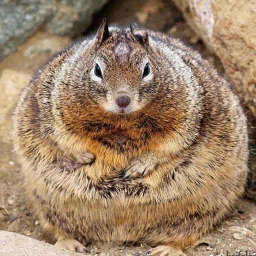 Create meme: The fat chipmunk, fatty protein, thick proteins