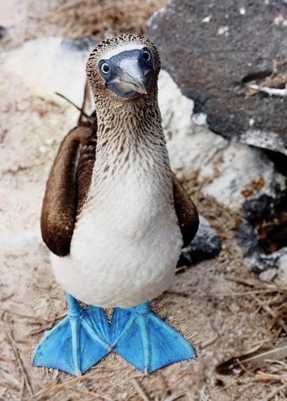 Создать мем: синелапая олуша, blue footed booby, птица олуша