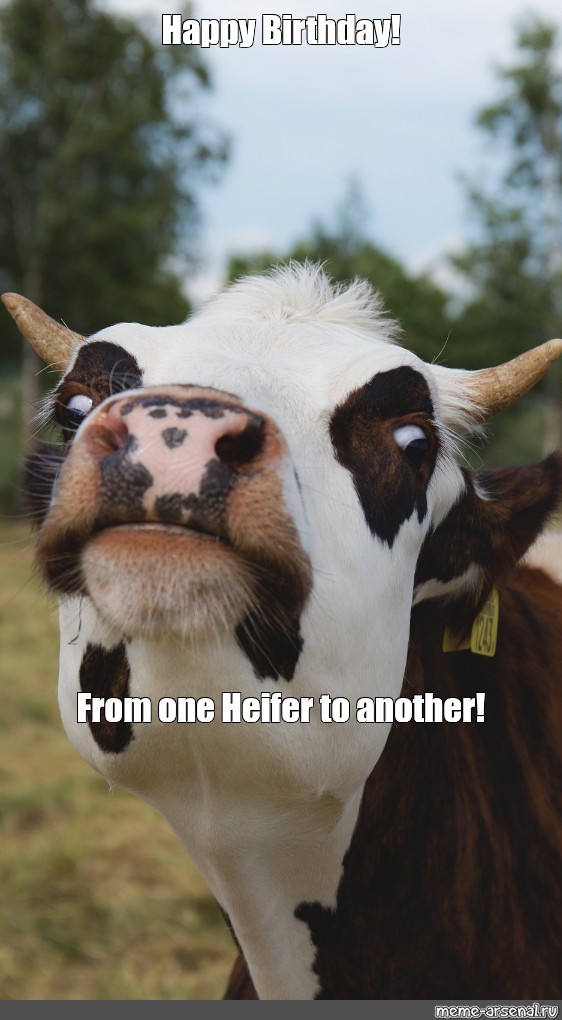 Happy Birthday Funny Cow Images Meme: "Happy Birthday! From One Heifer To Another!" - All Templates -  Meme-Arsenal.com