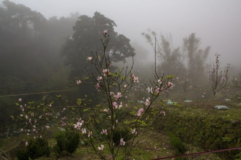 Create meme: home plant, blooming Magnolia, nature 