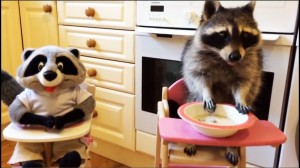 Create meme: raccoon gargle, home raccoon a gargle, raccoon home