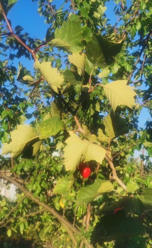 Create meme: The hawthorn tree, hawthorn bush, hawthorn