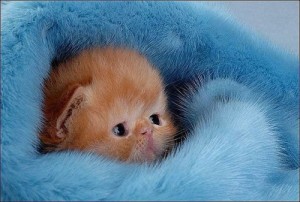 Create meme: cute cat, the cutest kittens in the world, fun kittens