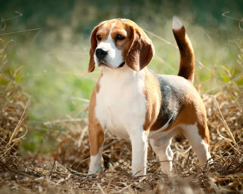 Create meme: Beagle , Beagle dog, beagle breed of beagle