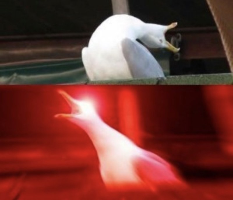 Create meme: meme goose , deep breath meme, screaming Seagull meme