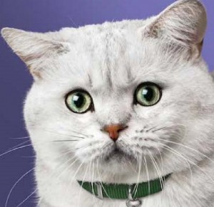 Create meme: kittens, color, cat shironeko instagram