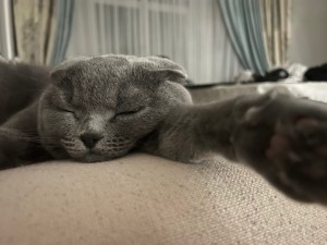 Create meme: Scottish, gray cat, British Shorthair