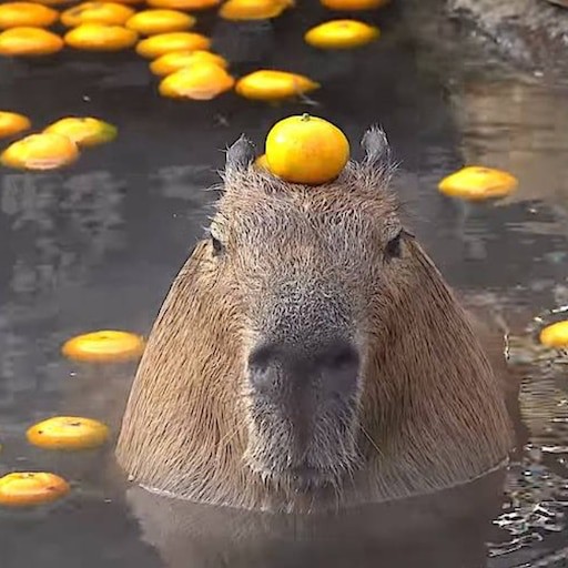 Create meme: capybara, capybara mandarin, a capybara with oranges on its head