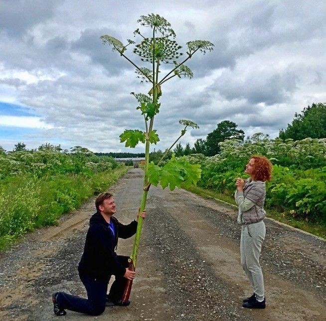 Create meme: Hogweed, the plant is Hogweed, the danger of hogweed