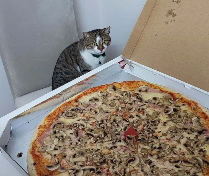 Создать мем: европейская пицца, кот пицца, пицца