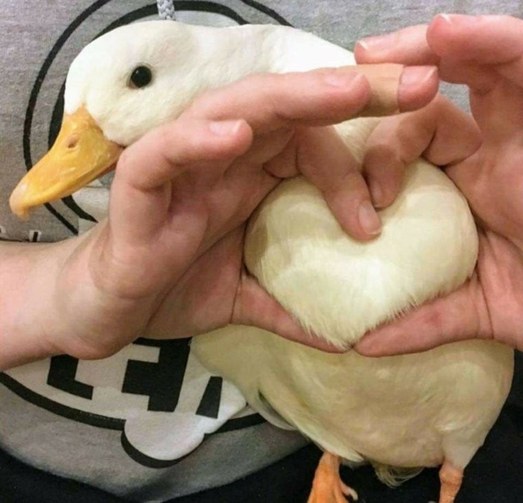 Create meme: duck , ducks, duck duck