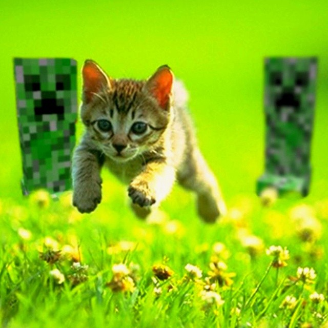 Создать мем: котик на зеленом фоне, котёнок на зелёном фоне, котики на природе