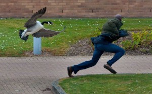 Создать мем: goose attack, гусь, гусь гонится