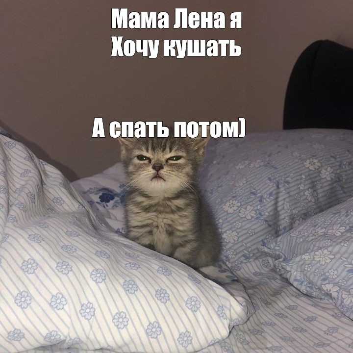 Сонный кот мем