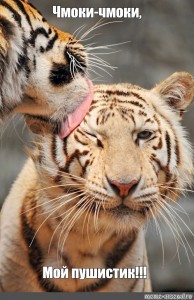 Создать мем &amp;amp;quot;two tiger boys, тигр облизывается, tiger love&amp;amp;quot; - Картинки -  Meme-arsenal.com