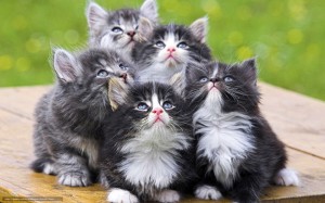 Создать мем: милые кошечки, пушистые котята, много пушистых кошек