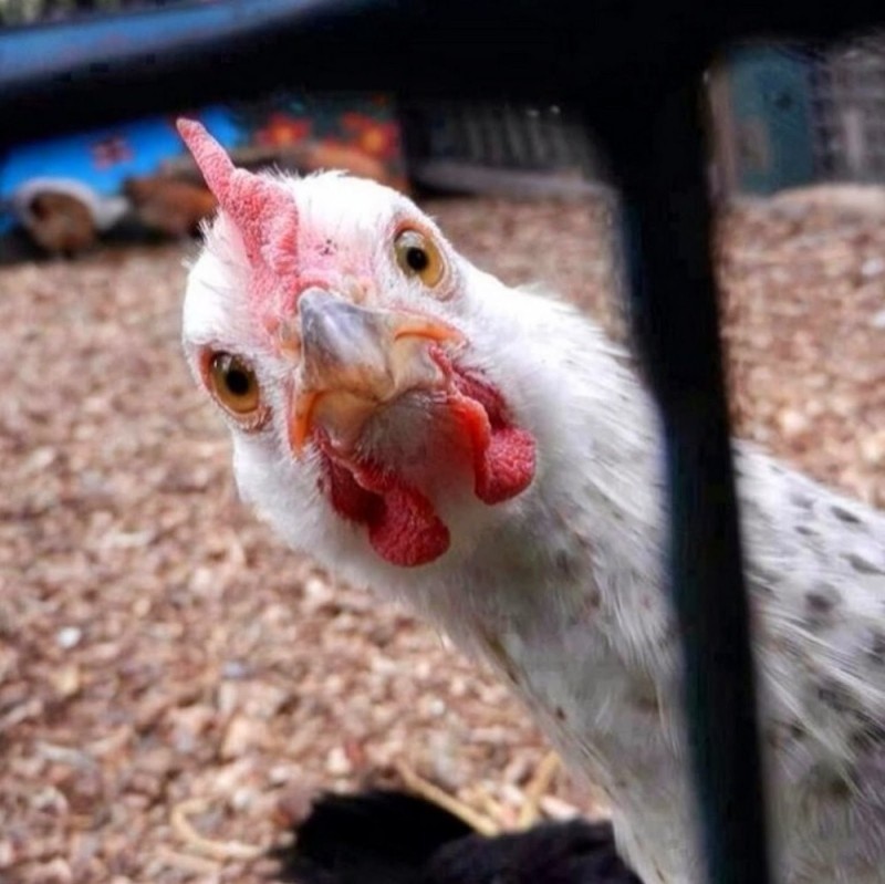 Create meme: funny chicken, crazy chicken , surprised chicken